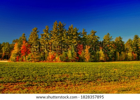 Foliage tree colors near Lily Pond, White Mountain National Forest, New Hampshire.