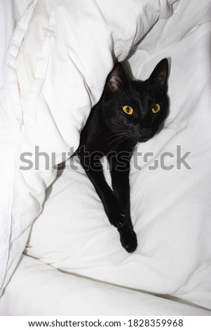 Black cat with yellow eyes laying on white bed sheets. Cute animal, superstition black cat