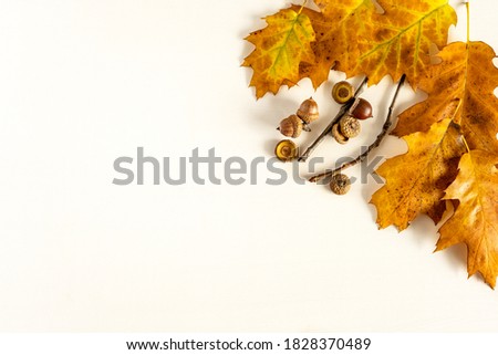 Fall. Colored fallen leaves, acorns on a wooden white background, layout, copy space