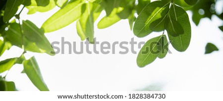 Closeup of green leaf on blurred greenery background under sunlight with bokeh and copy space using as background cover page concept.