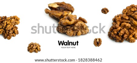  Walnut on white background. Long header banner format. Panorama website header banner. High quality photo