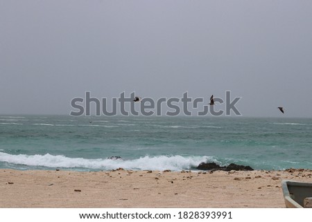 Beach in the Mariah island in the east coast of Oman, with sand or hard rock and birds
