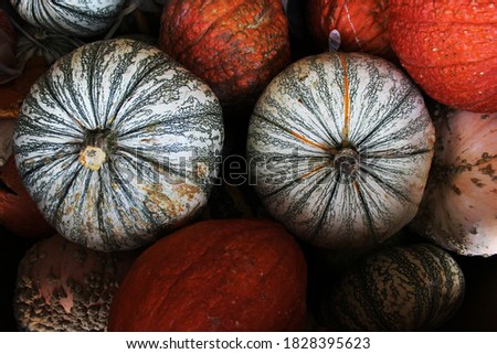 Pumpkins of different shapes and colors on the counter in the store to celebrate Halloween and on the streets of the city.