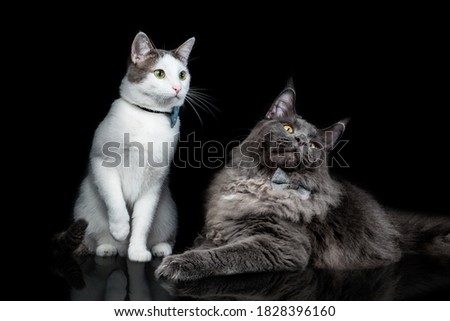 Gray Maine Coon Cat Portrait on a black background