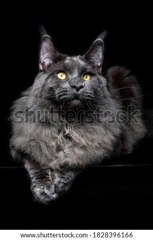 Gray Maine Coon Cat Portrait on a black background