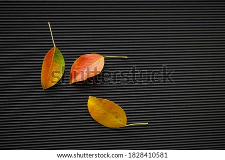 Autumn background. Orange color leaves. Copy space 
