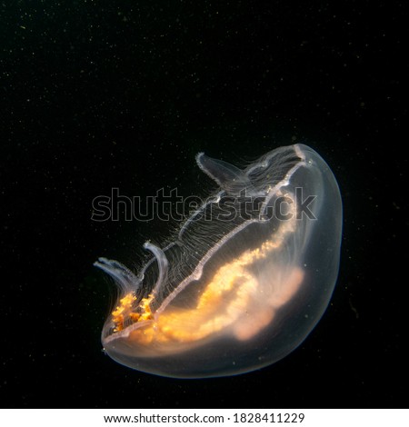 An amazing Jellyfish appears like glowing of fire in cold black ocean water. Picture from The Sound, Malmo, southern Sweden