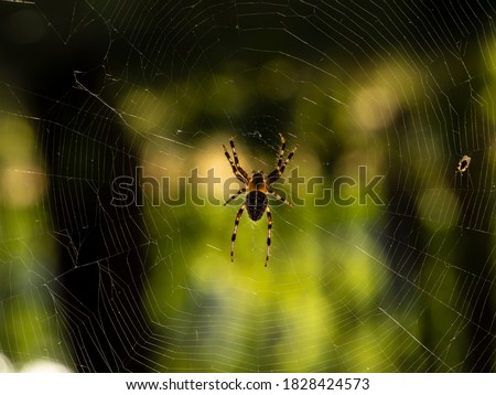 Spider on spiderweb close up