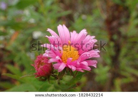 Bright pink New England Aster flower with water droplets