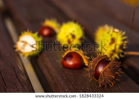 horse chestnut buckeye conker on a wooden surface, autumn background, close up