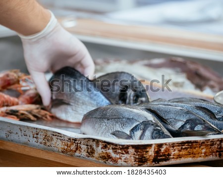 Man hand with gloves put fish that preserved on ice for freshness at restaurant in street market at Montenegro. Seafood market. Soft focus. Mediterranean seafood. Fresh organic sea bream or dorada. Royalty-Free Stock Photo #1828435403