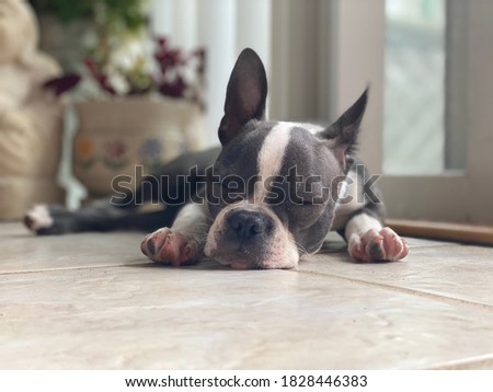 Boston terrier puppy sleeping cute