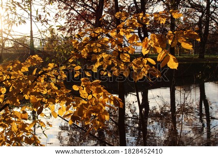 Bright yellow elm leaves on a tree branch, backlit