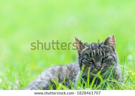 Tabby cat lies on the grass. Blurred background. Place for your text. Selective focus