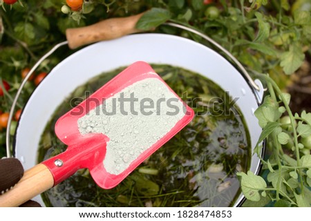 liquid manure from herbs and rock flour in front of a tomato Royalty-Free Stock Photo #1828474853
