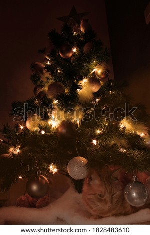 Cute Cat with Pretty Christmas Light Decor