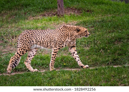 
wild adult and fast cheetah on a walk on the green grass in nature in the park during the day