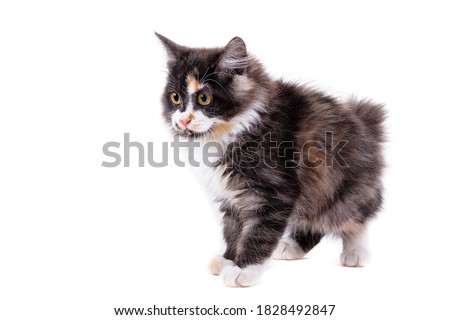 American Bobttail. Beautiful kitten kitten of breed Bobttail. Kitten looks enthusiastic. 