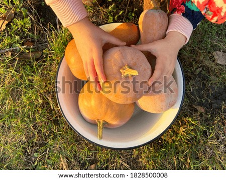 Toddler girl holding a homegrown fresh pumpkin