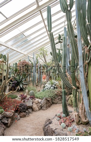 Cactus landscape in green house Hamilton gardens