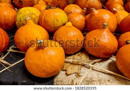little pumpkins in the supermarket for the halloween holiday. Orange vegetables. High quality photo