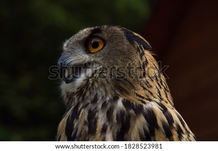 Profile Portrait of Eurasian eagle owl (Bubo bubo) 