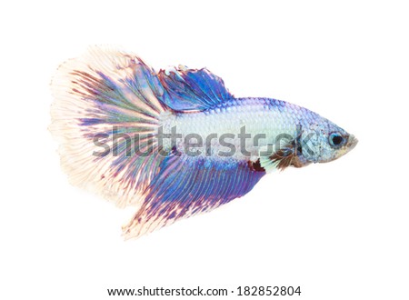 siamese fighting fish  isolated on white background 