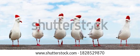 White Seagulls in red christmas hats funny xmas banner - high resolution