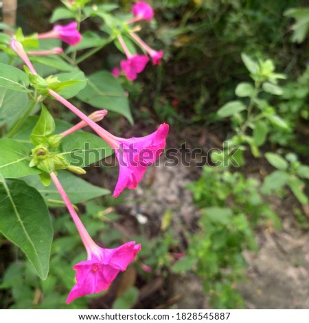 This is the picture of Mirabilis Jalapa.This is group photo.that shot focus on one flower in close range.