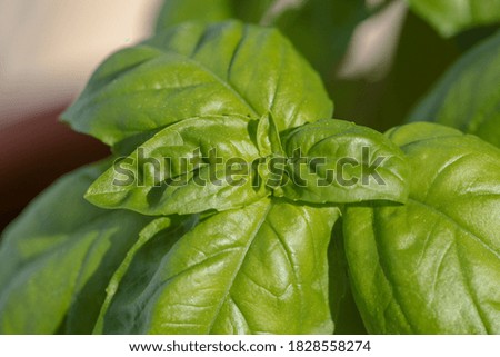 basil plant broadleaf fresh green healthy top vies macro for background