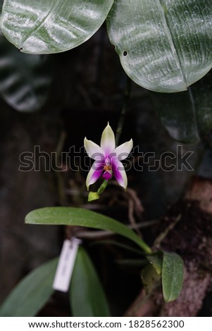 Orchid flower in garden postcard beauty and agriculture idea concept design. In Indonesia called Anggrek