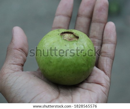 Guava on hand. Close up hand holding guava fruit