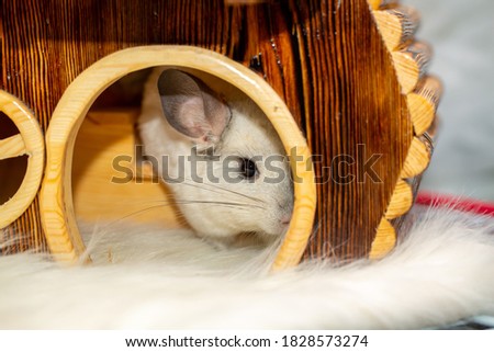 Chinchilla in a wooden house, a pet. Exotic fluffy animal.