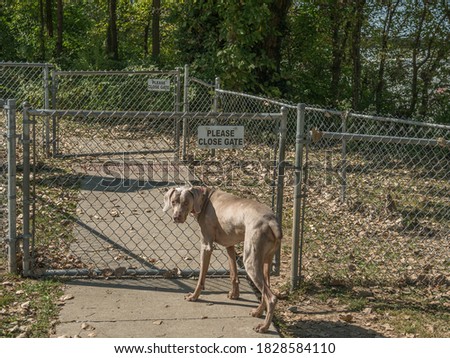 Weimaraner dog waiting at a chain link fence gate, with a small "Please Close Gate" sign at a fenced in dog park.  Large breed dog waiting patiently for owner to open gate.