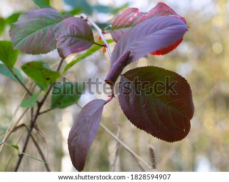 green-brown leaves on a Bush. bright colors on the foliage. autumn.