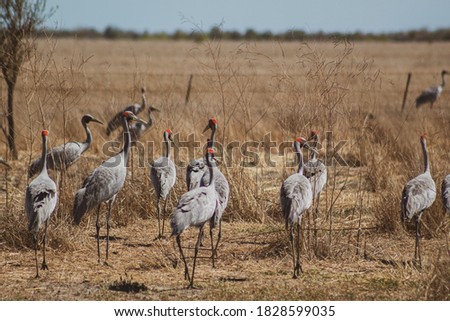 Brolgas in The Australian outback Royalty-Free Stock Photo #1828599035