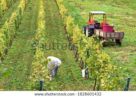 Tractor in vineyard during autumn harvest