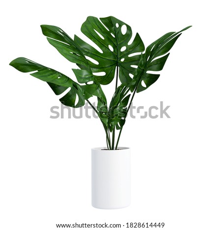 Monstera in a pot isolated on white background, Close up of tropical leaves or houseplant that grow indoor for decorative purpose. Royalty-Free Stock Photo #1828614449