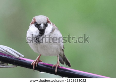 A sparrow sitting in rain.
