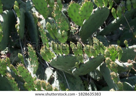 cactus plant or succulent plant, natively growing in dry environments