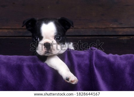 Boston Terrier Puppy standing in wooden box with right leg extended