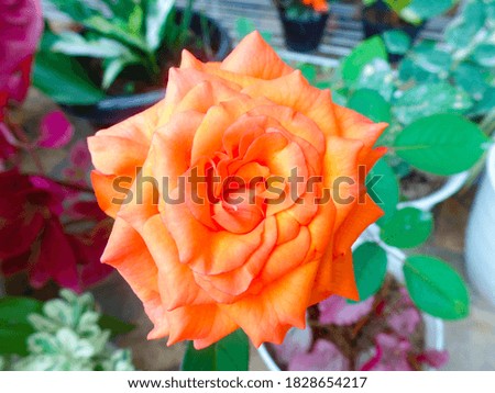 Orange rose with green leaves