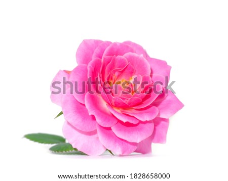 Pink of Rose flower on white background. (Rosa damascena) Royalty-Free Stock Photo #1828658000