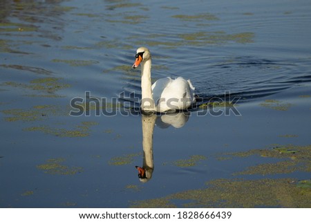 mute swan swimming on a lake of clear blue water and duck weed floating