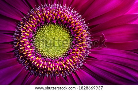  Gerbera flower close up. Macro photography. Card Gerbera Flower. Natural romantic conceptual floral Macro background. Royalty-Free Stock Photo #1828669937
