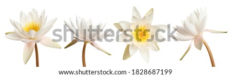 Set of beautiful lotus flowers on white background. Banner design  Royalty-Free Stock Photo #1828687199