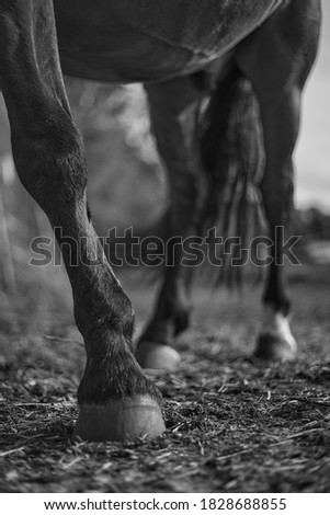 Black and white picture of the horse hooves in stables