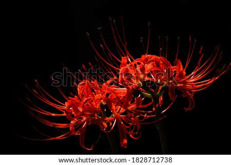 Red Spider Lily Flowers in The Dark, Autumn or Fall Image  Royalty-Free Stock Photo #1828712738