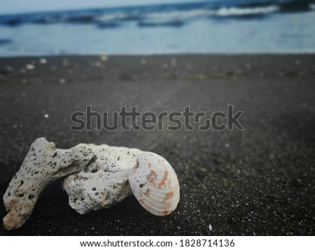 a picture of a coral and clam shells tha have been already dead and wash out on the beach shore