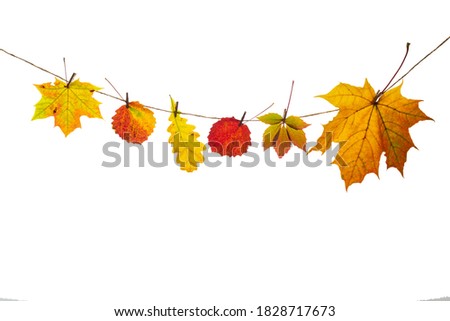Red and yellow oak, aspen and maple leaves are attached with a clothespin to a craft rope. Isolated objects on a white background. Autumn concept. Copy space. High quality photo Royalty-Free Stock Photo #1828717673